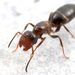 Gate-keeper Ants - Photo (c) gernotkunz, all rights reserved, uploaded by gernotkunz