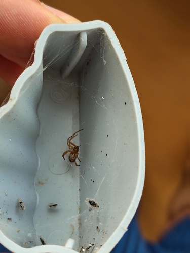 Noble False Widow