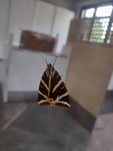 Jersey Tiger