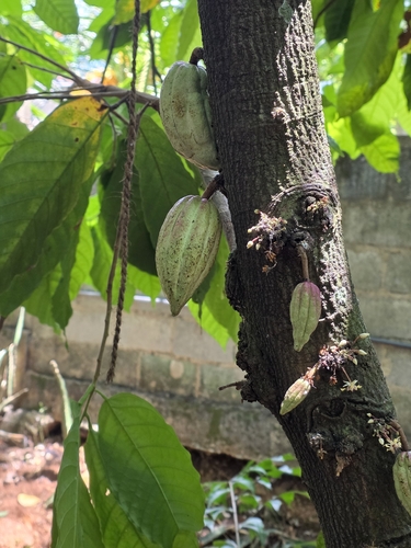 cacao tree