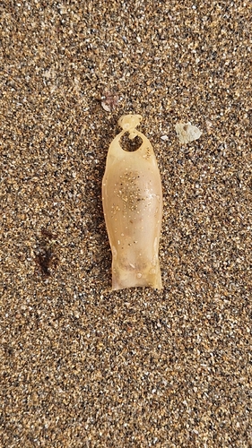 Small-spotted Catshark