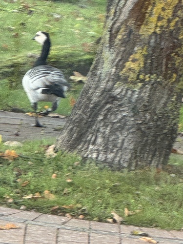 Barnacle Goose