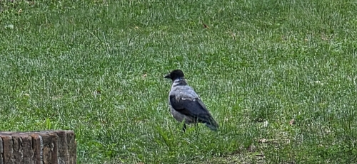 Hooded Crow