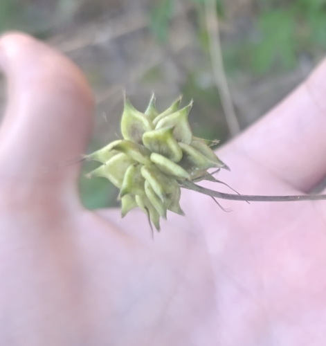 Italian Clematis