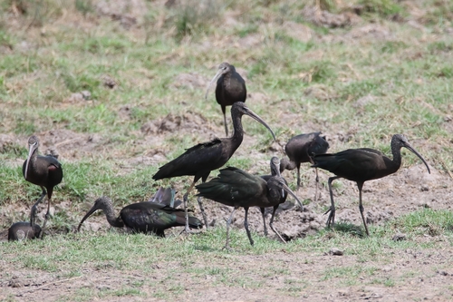 Glossy Ibis