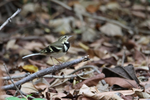 Forest Wagtail