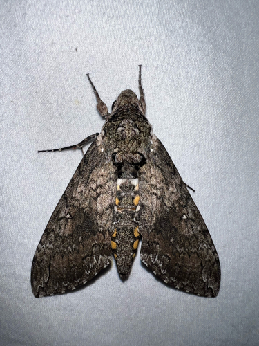 Carolina Sphinx