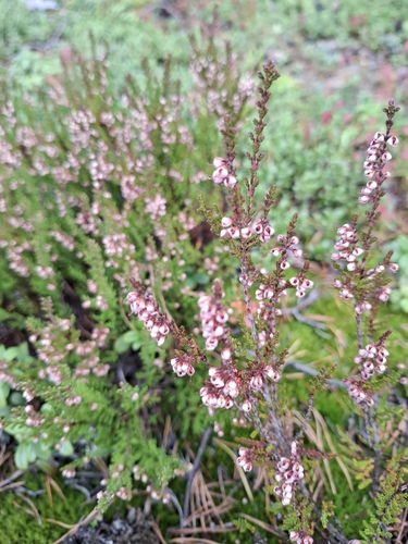 common heather