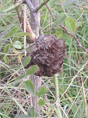 Mossy Rose Gall Wasp