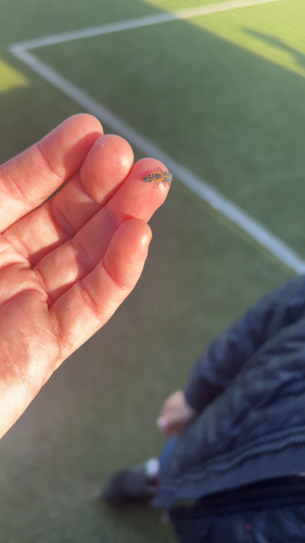 Asian Lady Beetle