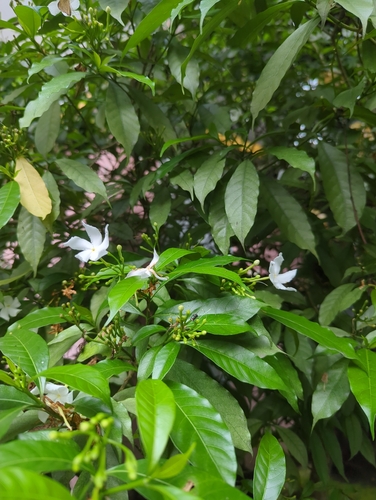 Crepe Jasmine