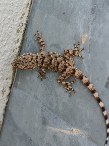 Moorish Gecko