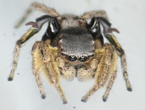 Habronattus captiosus (Gertsch, 1934)