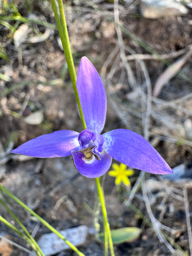 Waxlip Orchid