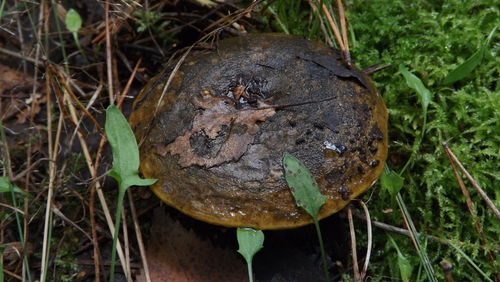 Ugly Milkcap