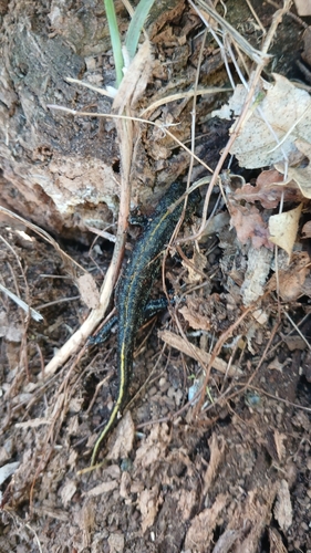 Italian Crested Newt