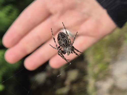 Grey Cross Spider