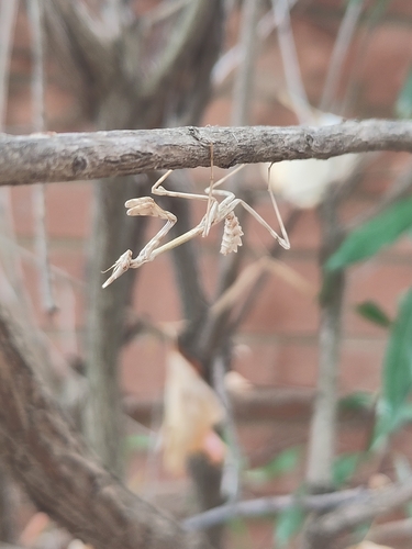 Mediterranean Conehead Mantis