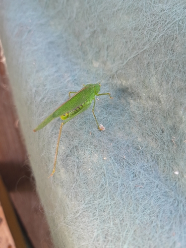Mediterranean Katydid