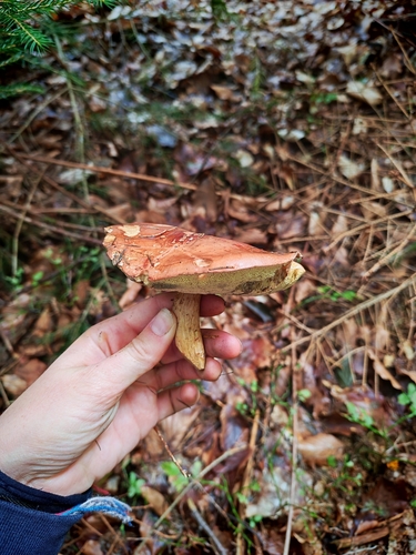 Bay Bolete