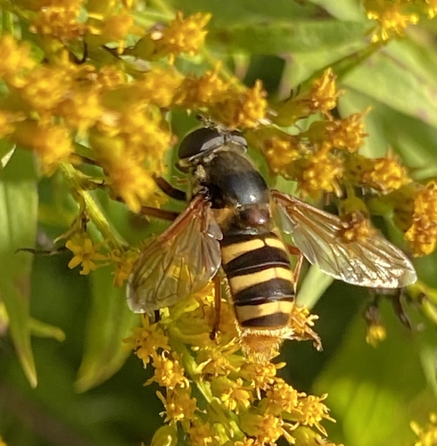 Yellow-barred Peat Hover Fly