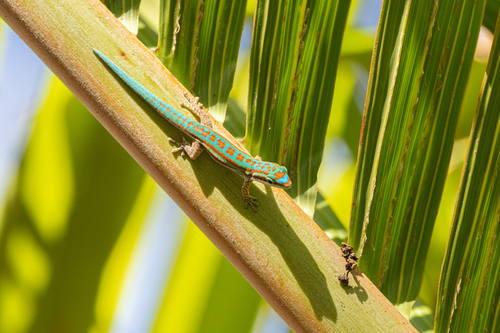 Bluetail Day Gecko