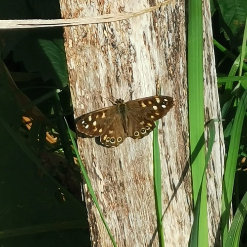 Speckled Wood