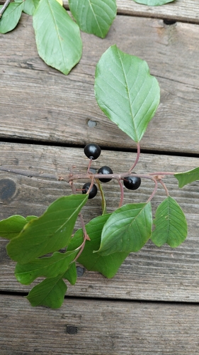 alder buckthorn