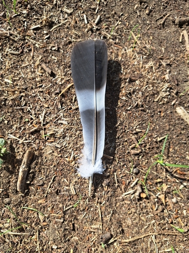 Common Wood-Pigeon