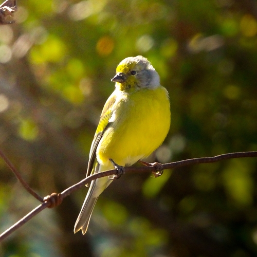 Corsican Finch