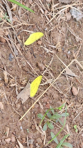 Common Grass Yellow
