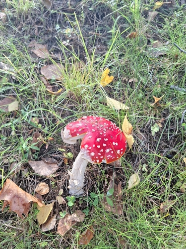 Fly Agaric