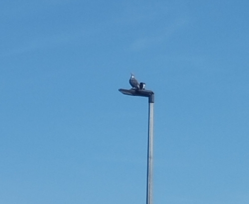 Common Wood-Pigeon