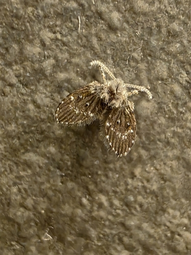 Bathroom Moth Fly