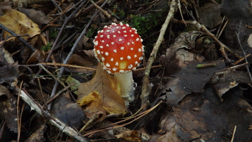 Fly Agaric