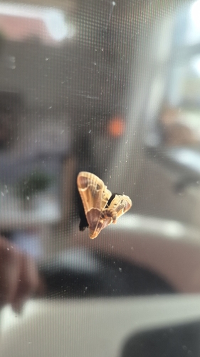 Meal moth