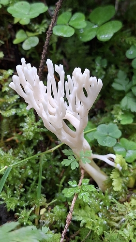 wrinkled club fungus