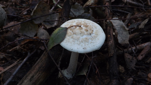 False Death-cap