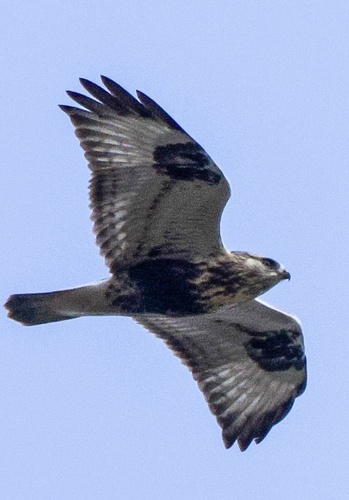 Rough-legged Hawk