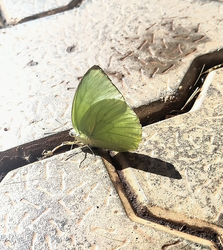 Lemon Migrant