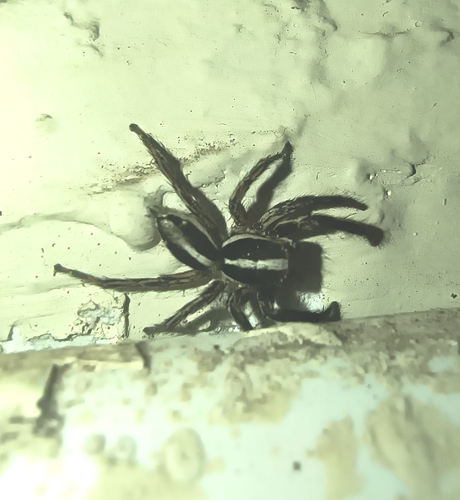 Pantropical Jumping Spider