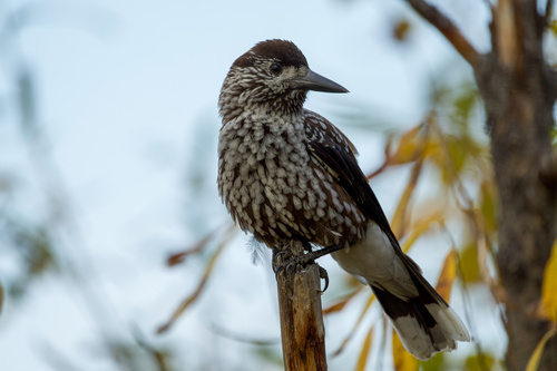 Northern Nutcracker