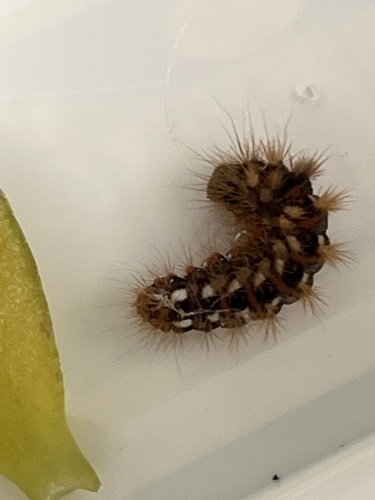 Knot Grass Moth