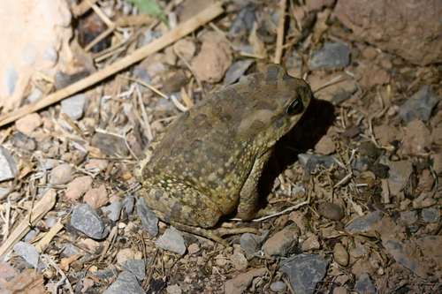 Mauritanian Toad