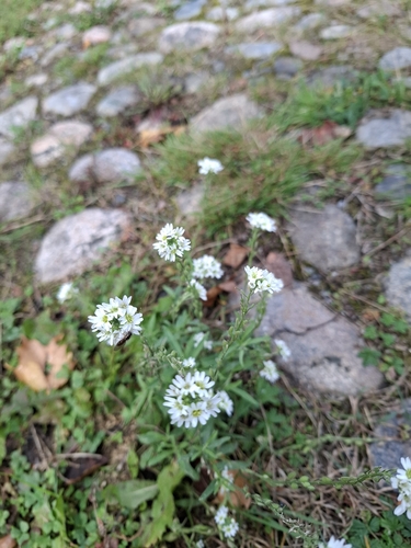 hoary alyssum