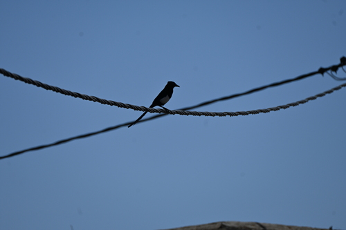 Maghreb Magpie