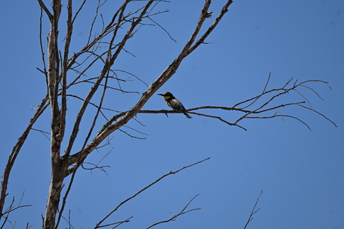 European Bee-eater