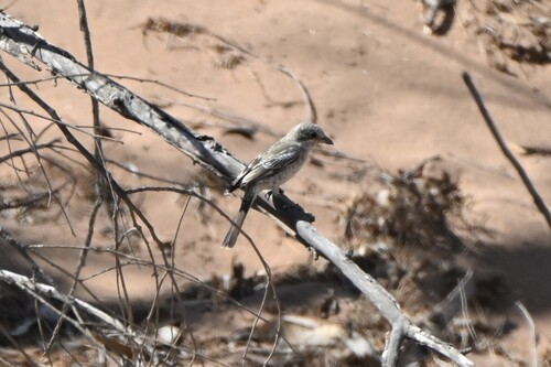 Woodchat Shrike