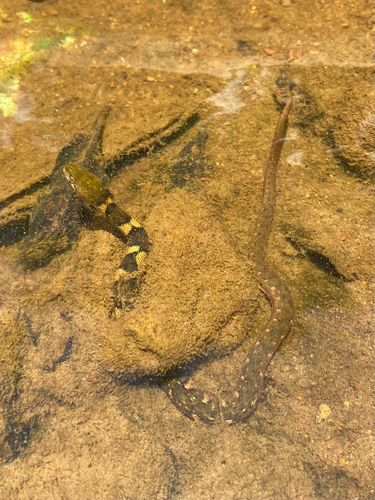 Boulenger's Keelback