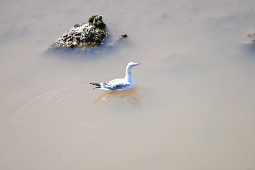 Slender-billed Gull